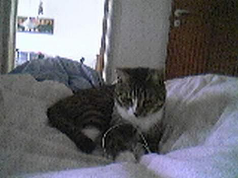 Huskat Lucifer billede 7