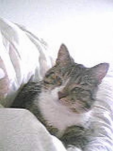 Huskat Lucifer billede 8