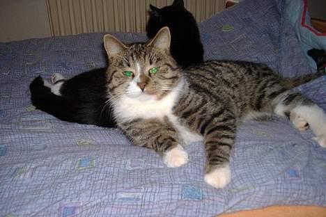 Huskat Lucifer billede 9