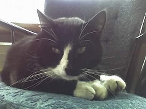 Huskat sorte billede 14