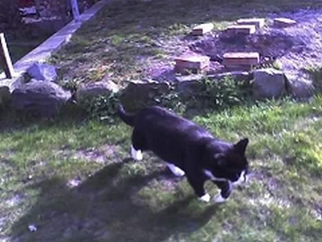 Huskat sorte billede 15