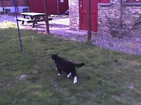 Huskat sorte billede 16