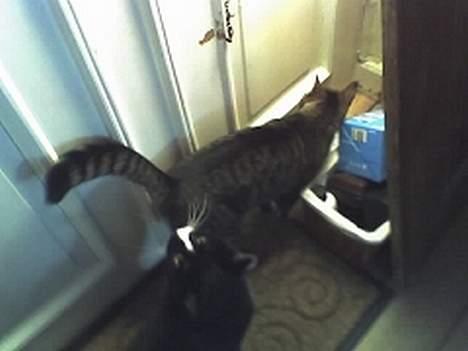 Huskat sorte billede 17