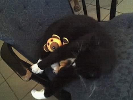 Huskat sorte billede 18