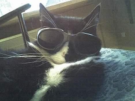 Huskat sorte billede 19