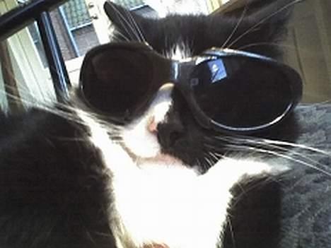 Huskat sorte billede 20