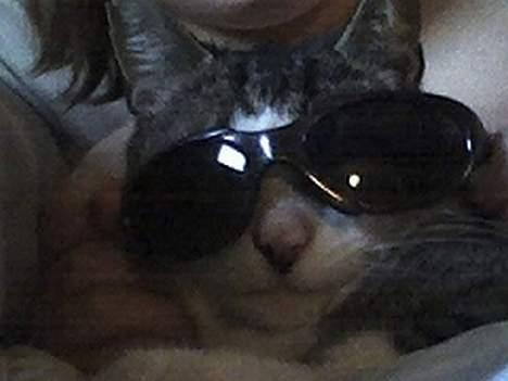 Huskat stribe billede 4