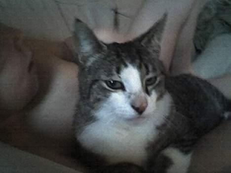 Huskat stribe billede 5