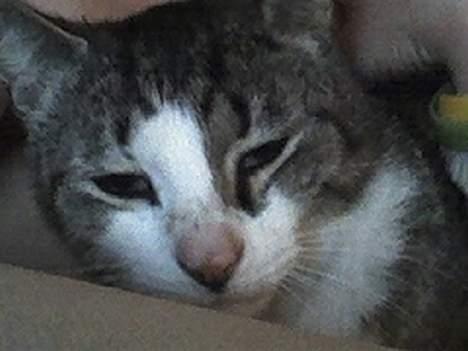 Huskat stribe billede 6