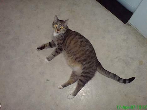 Huskat Pusser billede 11