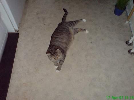 Huskat Pusser billede 12