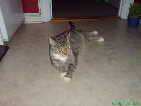 Huskat Pusser billede 13