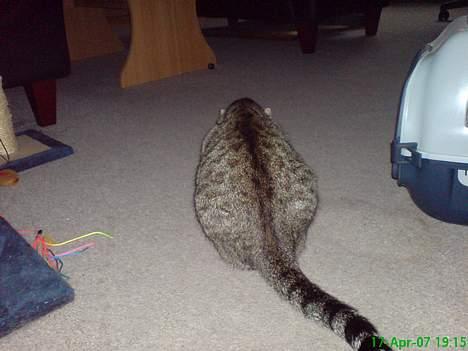 Huskat Pusser billede 14