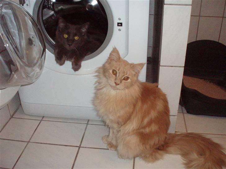 Maine Coon Lundens Volle billede 11