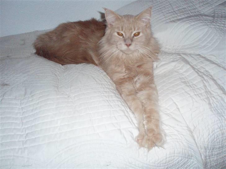 Maine Coon Lundens Volle billede 12