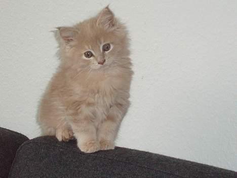 Maine Coon Lundens Volle billede 13