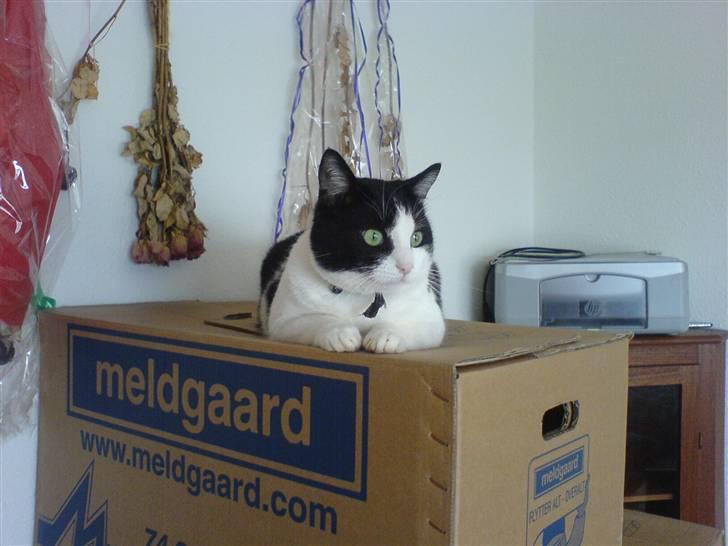 Huskat Buster - Jeg ligger godt her. Er jeg ik bare dejlig ? det synes min mor i hvert fald :D billede 1