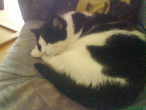 Huskat Buster - Igen mig der sover billede 2