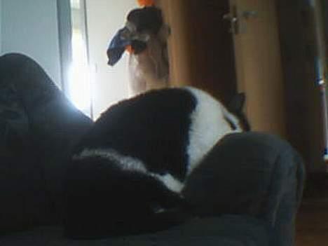 Huskat Buster - Sådan ligger jeg for det meste og sover billede 3