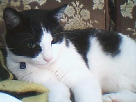 Huskat Buster billede 4