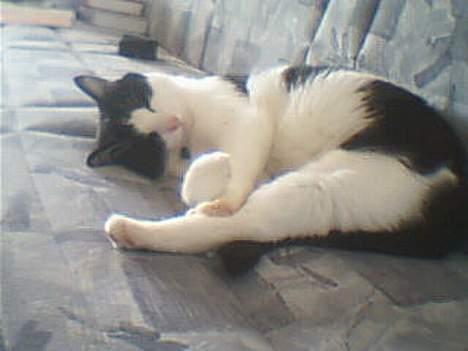 Huskat Buster - er jeg ikke bare dejligt billede 5