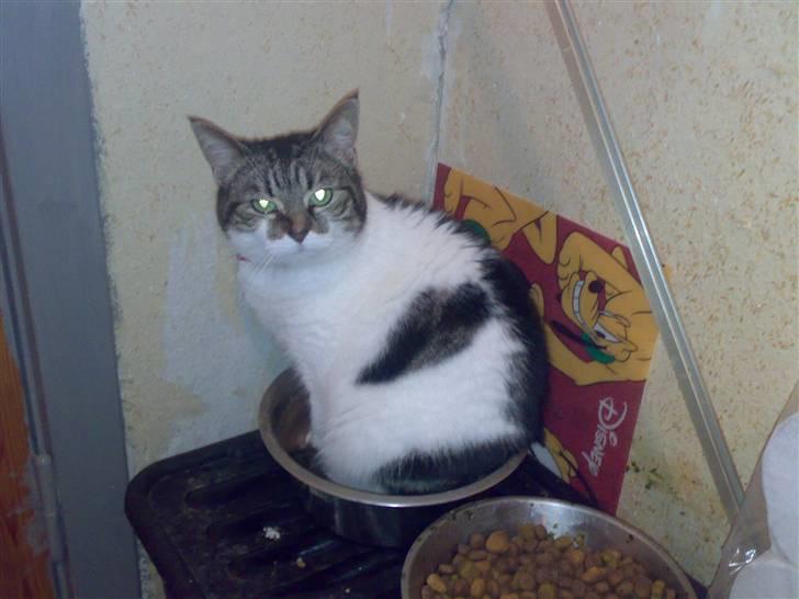 Huskat Freja - Hmm kan normalt ikke lide vand meeeen er min vans skål tom kan jeg da lige vise det =) billede 2