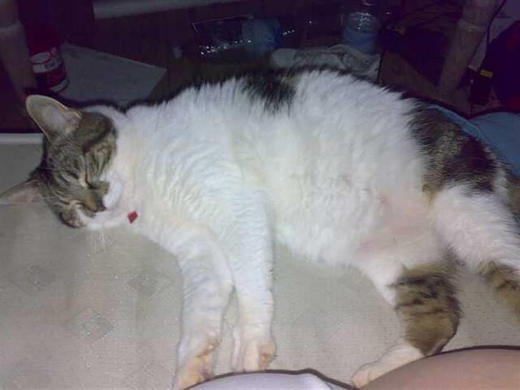 Huskat Freja - MMM ikke noget bedre end at sove i mors og fars seng billede 3