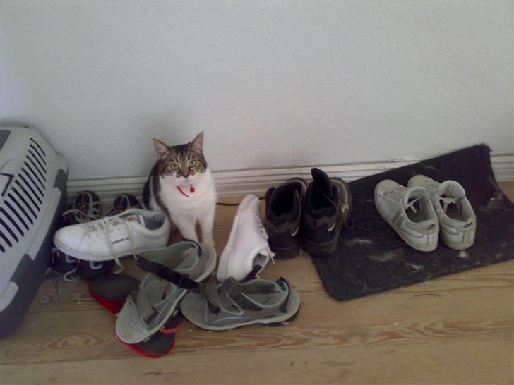 Huskat Freja billede 4