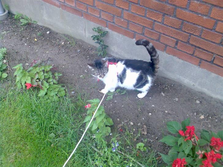 Huskat Freja - Elsker at være udenfor og gå på opdagelse meeeen skal have min sele på billede 5