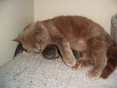 British Shorthair Trunte--Væk--Savner dig billede 16