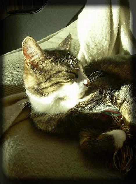 Huskat Freja  *Lille* - Velkommen til min profil.. :) billede 1