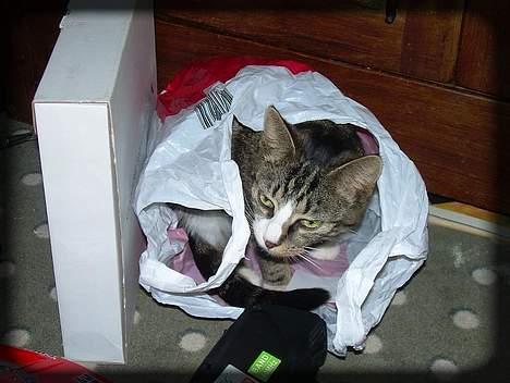 Huskat Freja  *Lille* - Jah.. Elsker plastikposer.. Både til at sidde i, men også til at spise.. *SS* billede 3