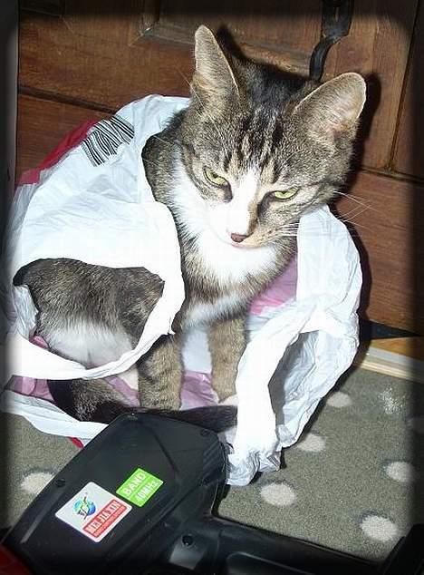 Huskat Freja  *Lille* - Igen i min plastikpose.. :) billede 4