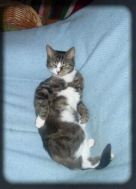 Huskat Freja  *Lille* - Jeg elsker at ligge sådan her.. ;D billede 5