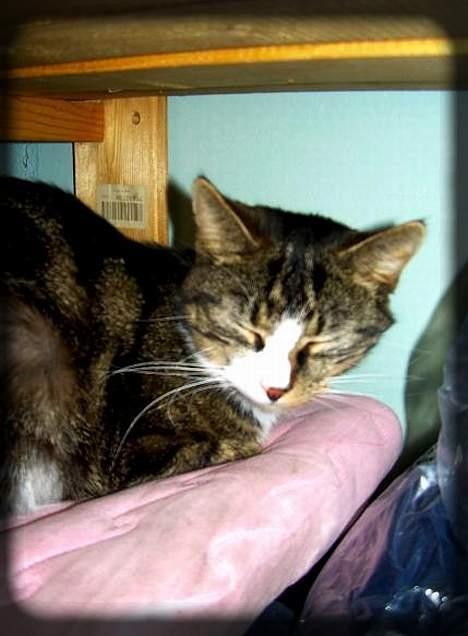 Huskat Freja  *Lille* - Gå med dig.. Jeg er træt!! billede 6