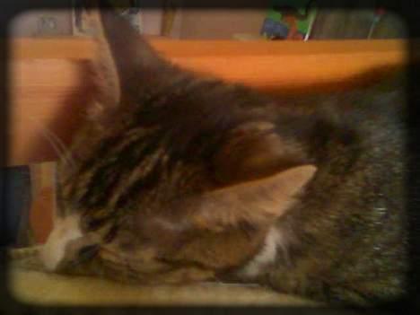 Huskat Freja  *Lille* - På min mors ryglæn.. SOVE!!! billede 7