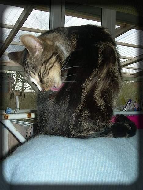 Huskat Freja  *Lille* - Skal lige have dagens bad.. ;D billede 8