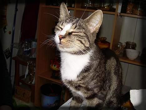 Huskat Freja  *Lille* - Aer du mig ikk?? =P billede 9