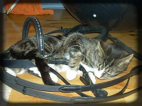 Huskat Freja  *Lille* - Jah.. Elsker pigernes hesteting.. Her i et hovedtøj.. ;D billede 10