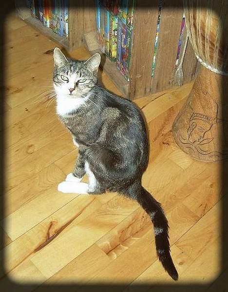 Huskat Freja  *Lille* - Hej igen.. billede 11