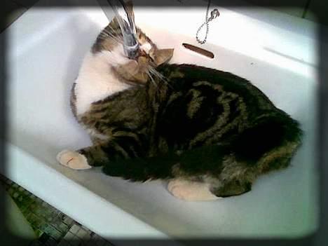 Huskat Freja  *Lille* - Her ligger jeg i håndvasken og drikker af vandhanen.. ;D billede 12