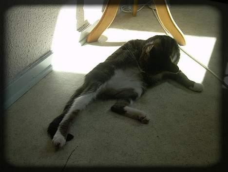 Huskat Freja  *Lille* - Solbad.. Haha.. =) billede 13