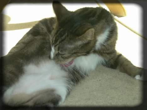 Huskat Freja  *Lille* - Solbad igen.. ;D billede 14