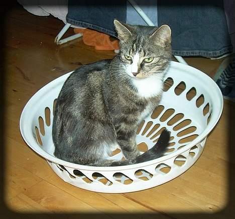 Huskat Freja  *Lille* - Miig i en vasketøjskurv.. :) billede 15