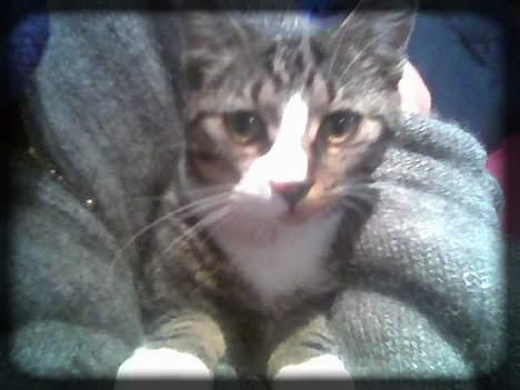 Huskat Freja  *Lille* - Et gammelt billede af miigg... billede 16