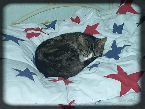 Huskat Freja  *Lille* - Stjernekatten.. ;D billede 17