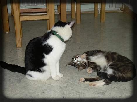 Huskat Freja  *Lille* - En af vores dårlige dage.. Ronja er sur på mig.. :( billede 18