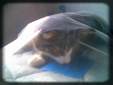 Huskat Freja  *Lille* - Jah.. Så er jeg kravlet op under plastikket der lå på pigens seng, da de malede hendes værelse.. :) billede 19