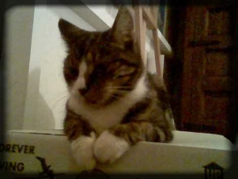 Huskat Freja  *Lille* - Det var alt for nu.. Vi ses.. ;D billede 20