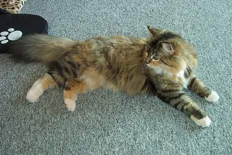 Norsk Skovkat Freja DØD billede 6